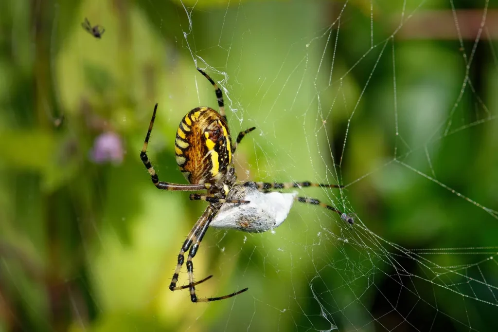 Arachnofobia - co to znaczy bać się pająka?