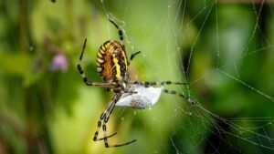 Read more about the article Arachnofobia – co to znaczy bać się pająka?